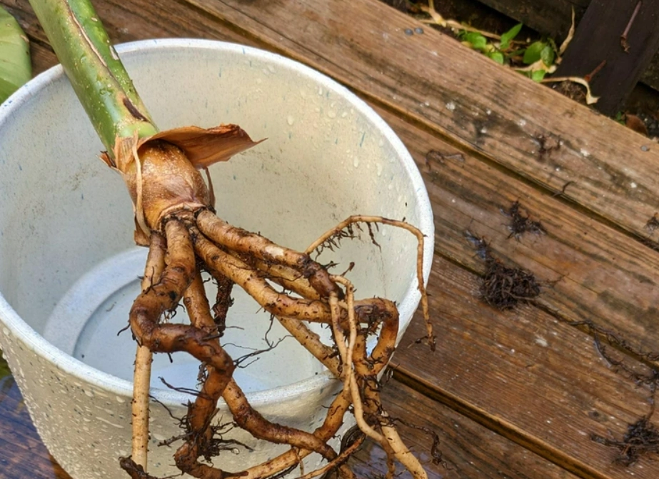 天堂鳥不開花原因