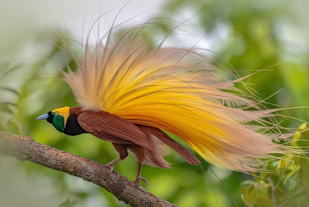 彩虹天堂鳥 生態攝影