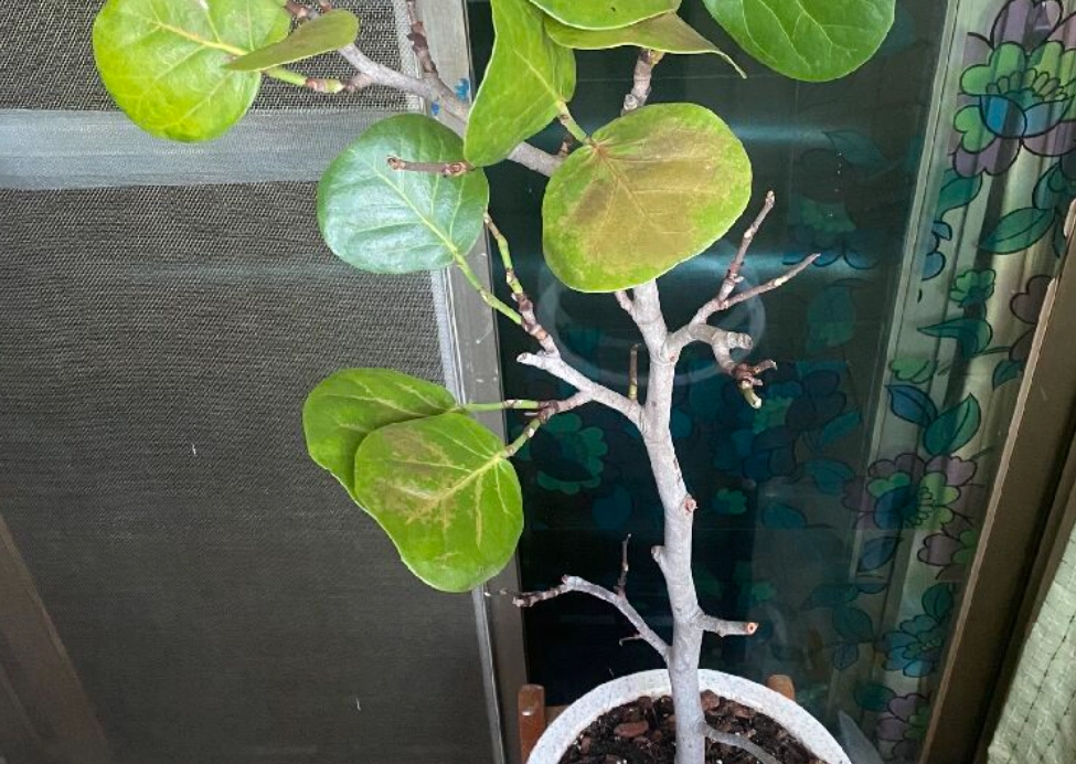 海葡萄 葉子 照顧 海葡萄 葉子 照顧