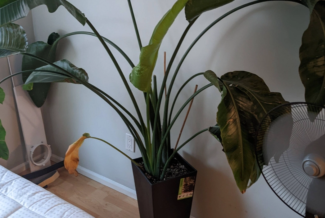 天堂鳥怎麼修剪