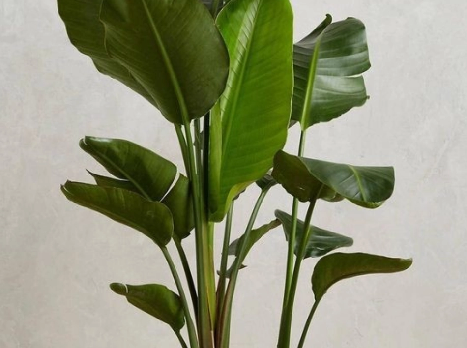 天堂鳥室內種植 天堂鳥室內種植