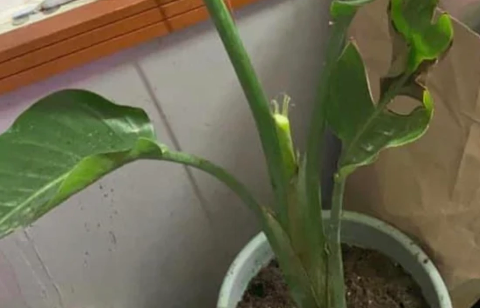 鶴望蘭養護方法