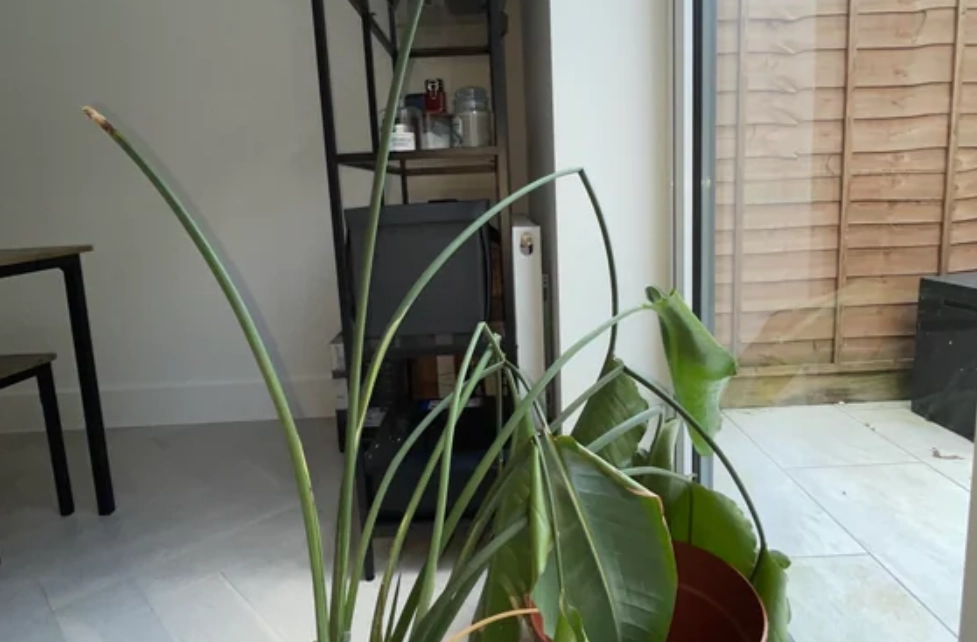 鶴望蘭養護方法