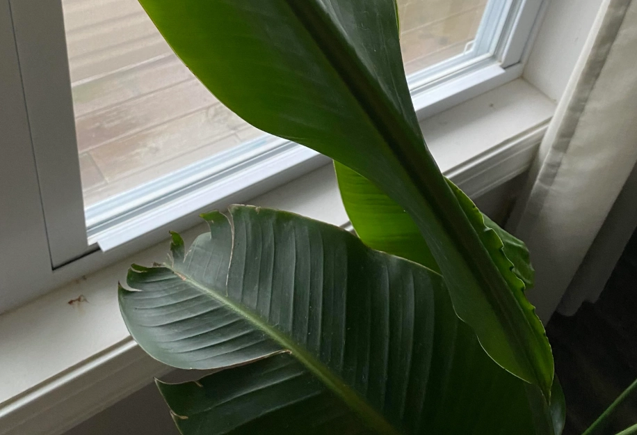 天堂鳥養護技巧