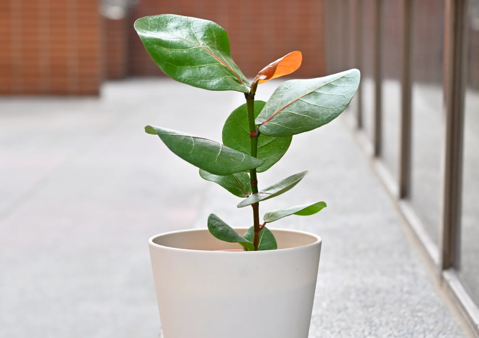 海葡萄照顧方法 海葡萄照顧方法