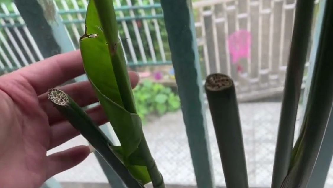 天堂鳥怎麼修剪