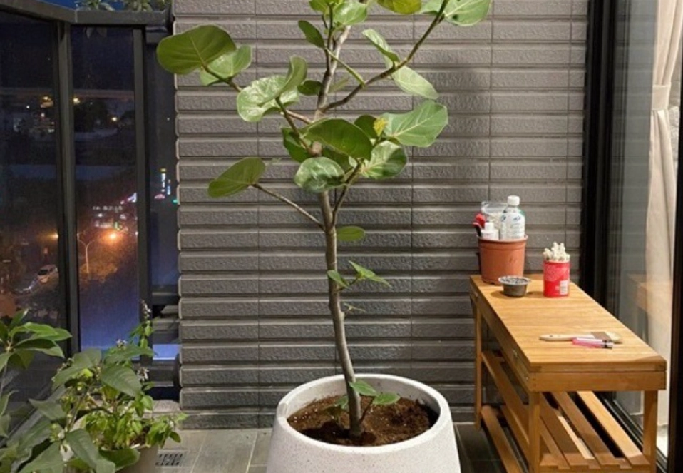 海葡萄樹盆栽 海葡萄樹盆栽