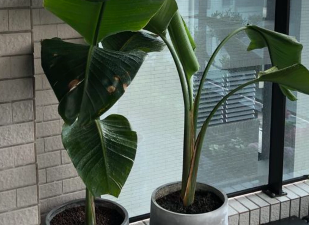 天堂鳥室內種植 天堂鳥室內種植