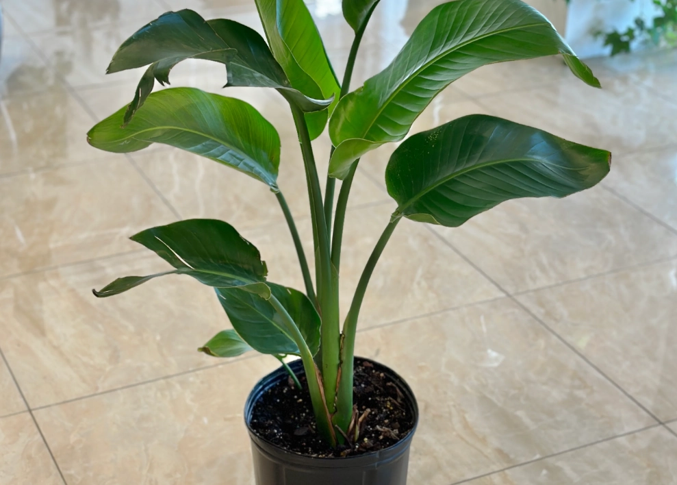 天堂鳥風水 天堂鳥風水