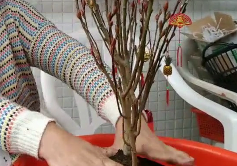 銀柳種植 銀柳種植