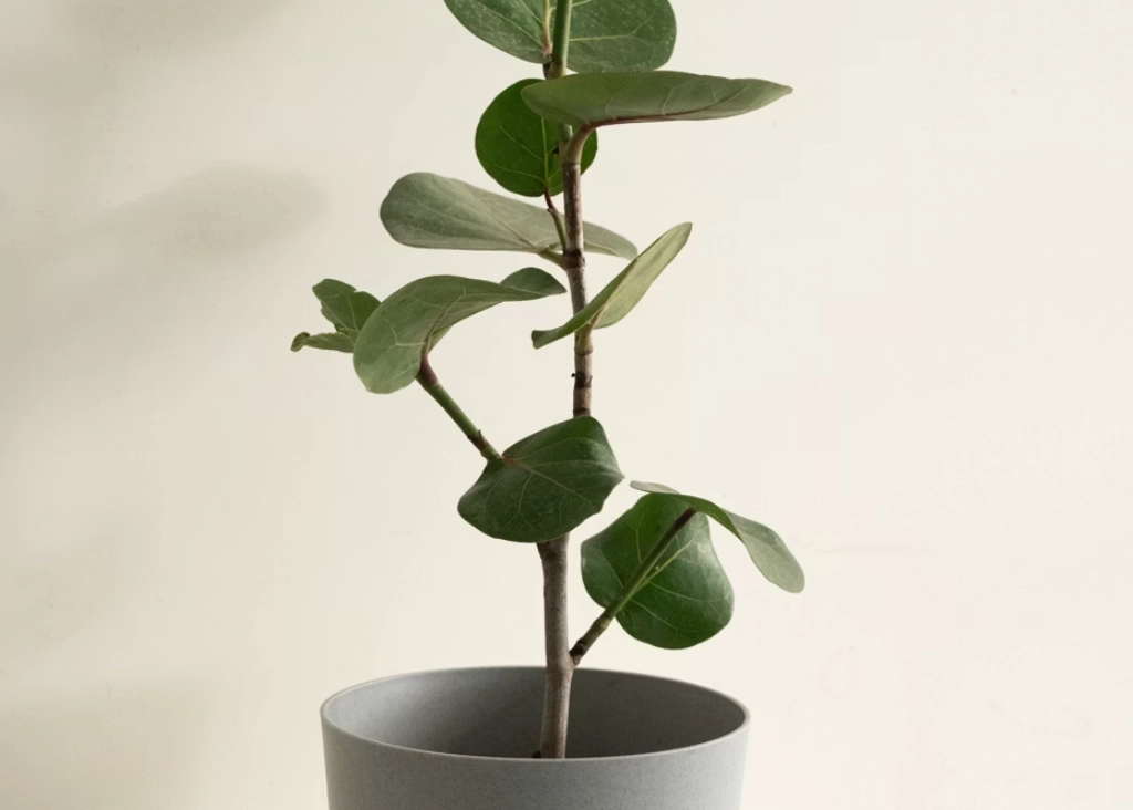 盆栽養護技巧 盆栽養護技巧