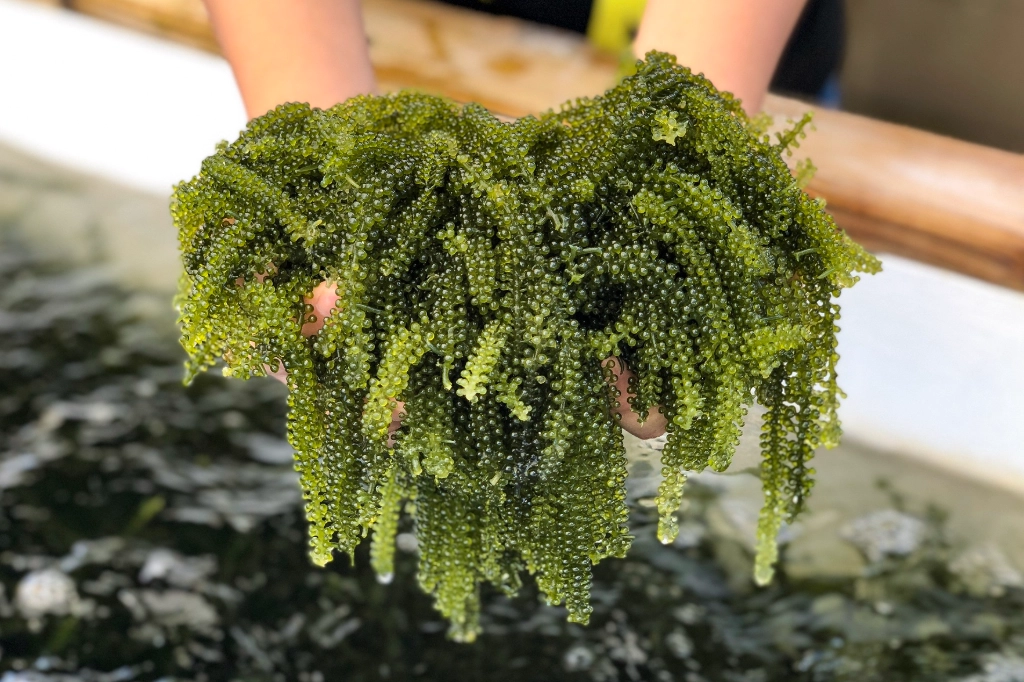 沖繩海葡萄 帶回台灣 沖繩海葡萄 帶回台灣