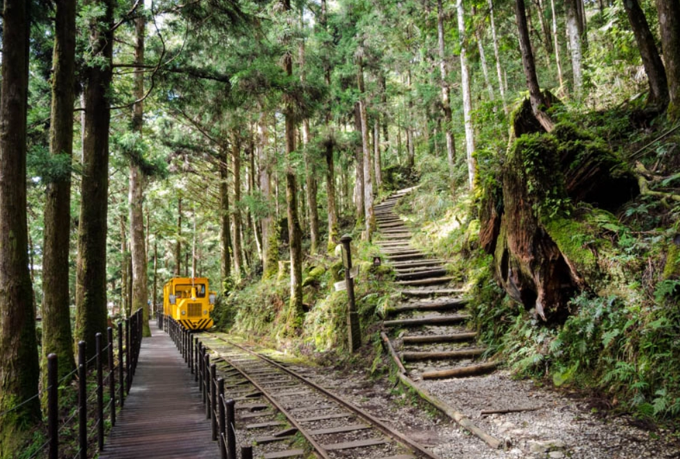 台灣原生松樹 台灣原生松樹