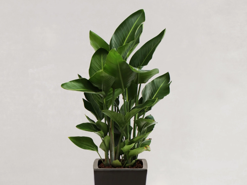 低光照植物養護 低光照植物養護