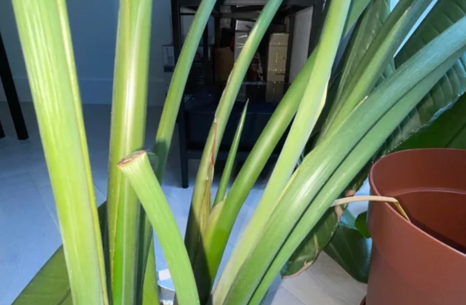 天堂鳥折斷處理