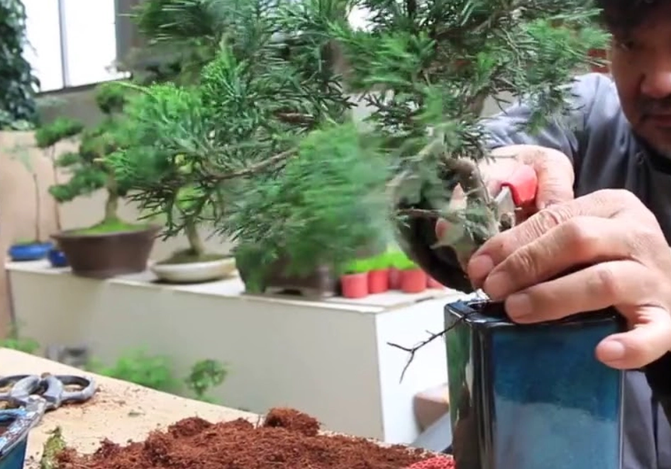 真柏修剪方法 真柏修剪方法