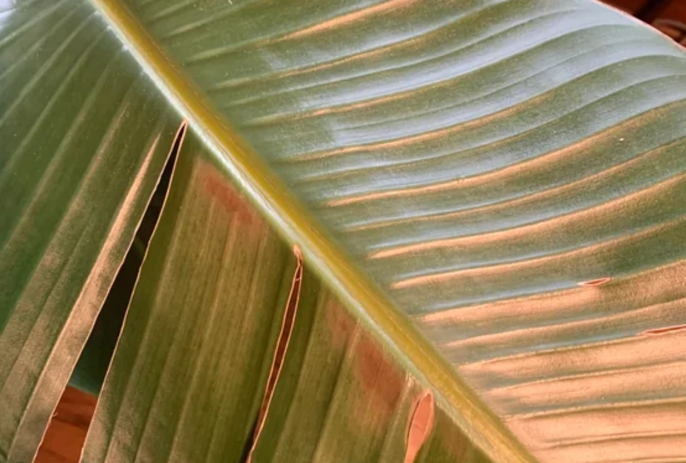 天堂鳥葉子焦黃 天堂鳥葉子焦黃