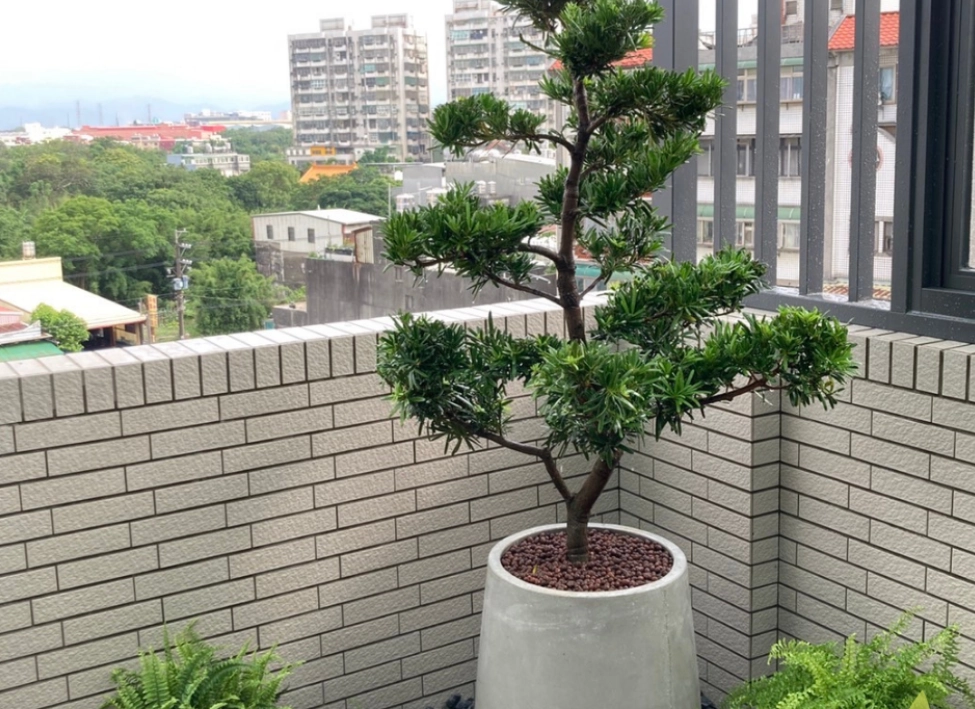 羅漢松 照顧方法 羅漢松 照顧方法