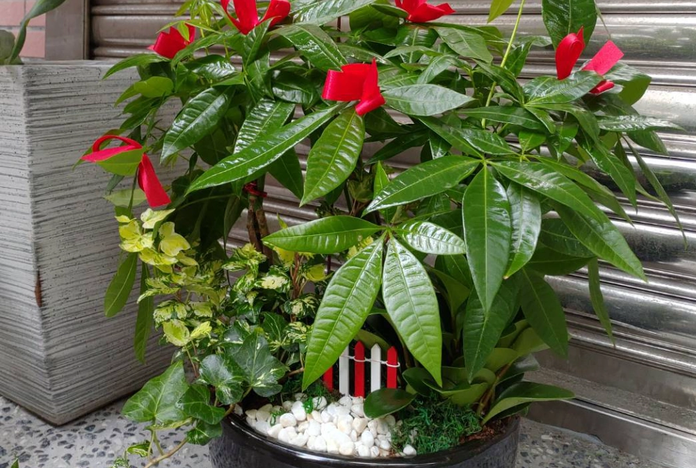 開業送什麼花 開業送什麼花