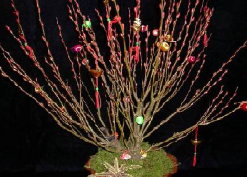 銀柳養護 銀柳養護