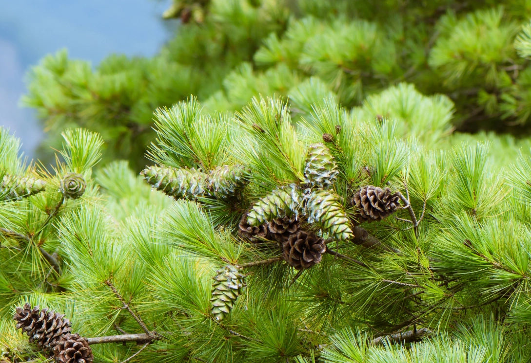 賞松景點 賞松景點