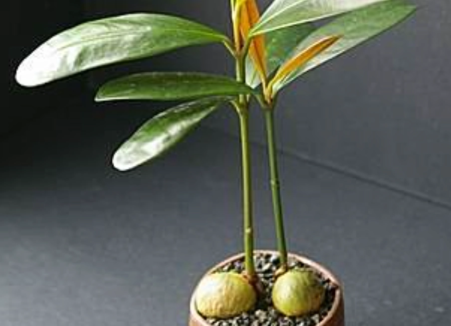 種子盆栽新手教學 種子盆栽新手教學