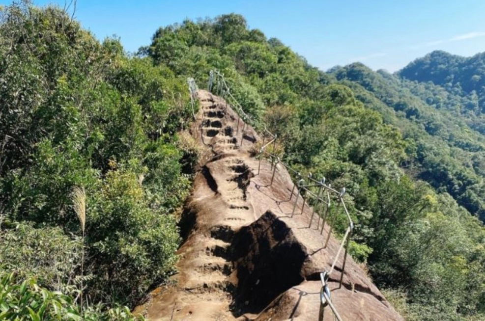 松樹辨識 松樹辨識