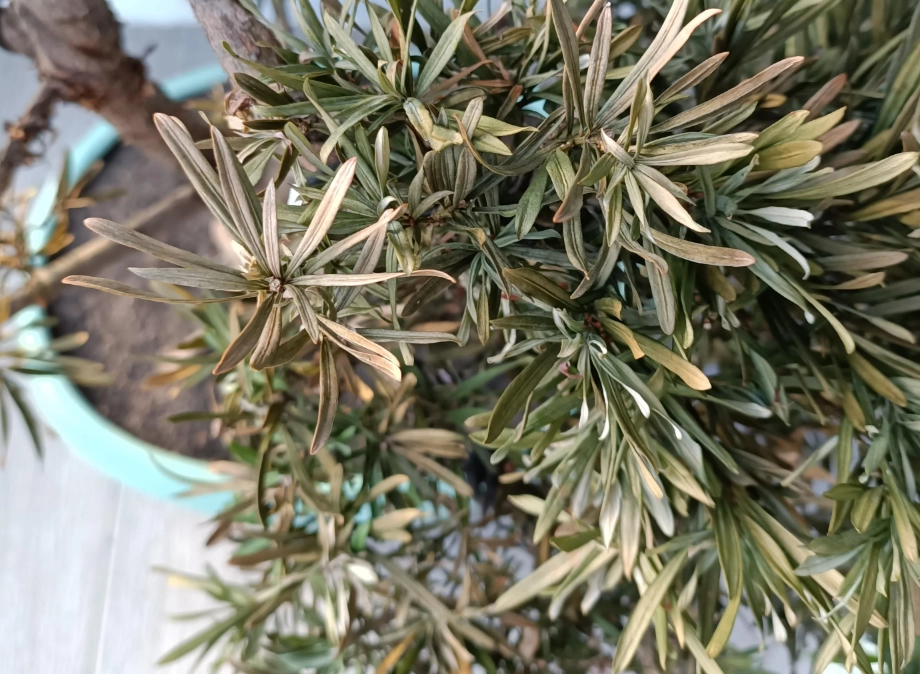 羅漢松澆水過量 羅漢松澆水過量