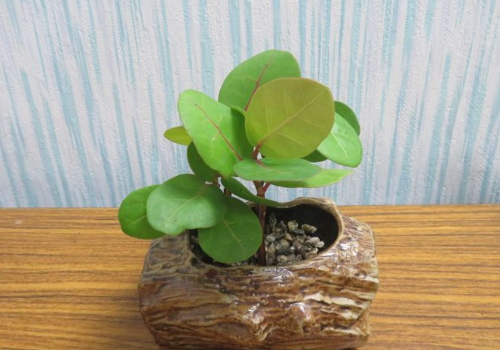 盆栽養護技巧 盆栽養護技巧