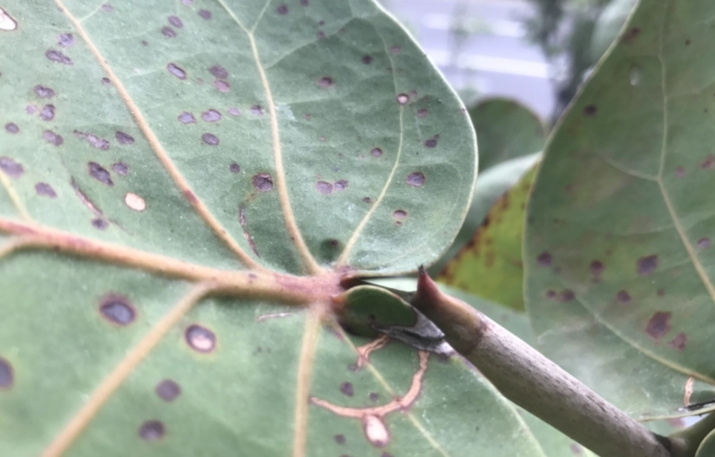 海葡萄養護 海葡萄養護