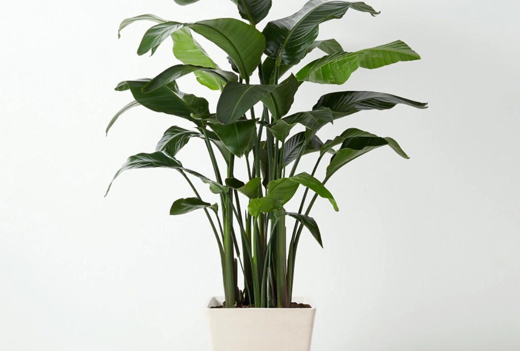 天堂鳥盆栽注意事項