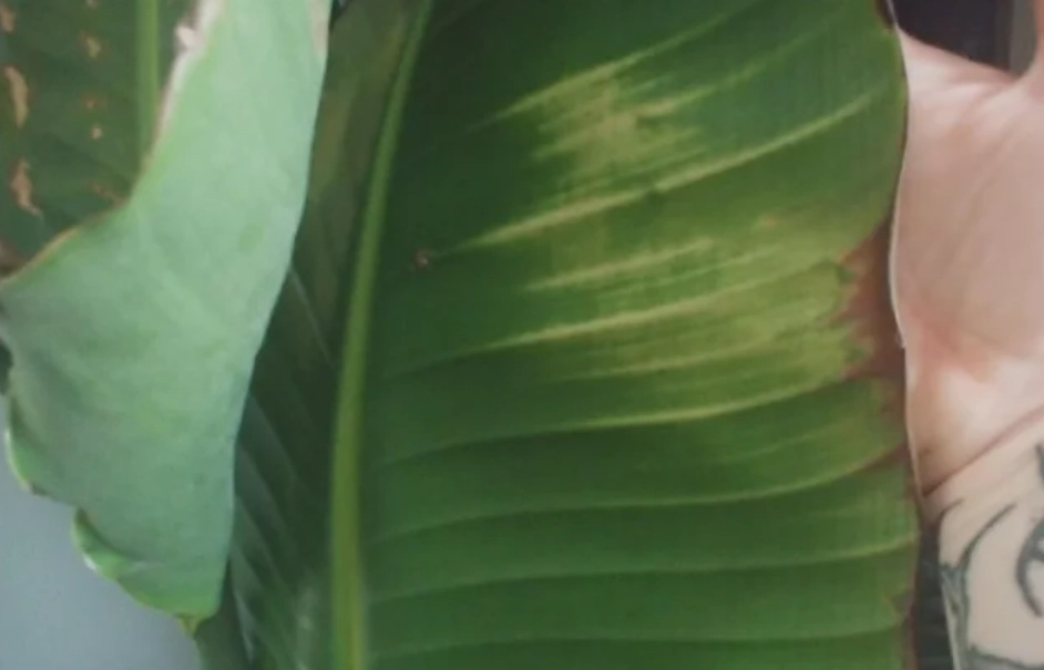 天堂鳥葉子焦黃 天堂鳥葉子焦黃