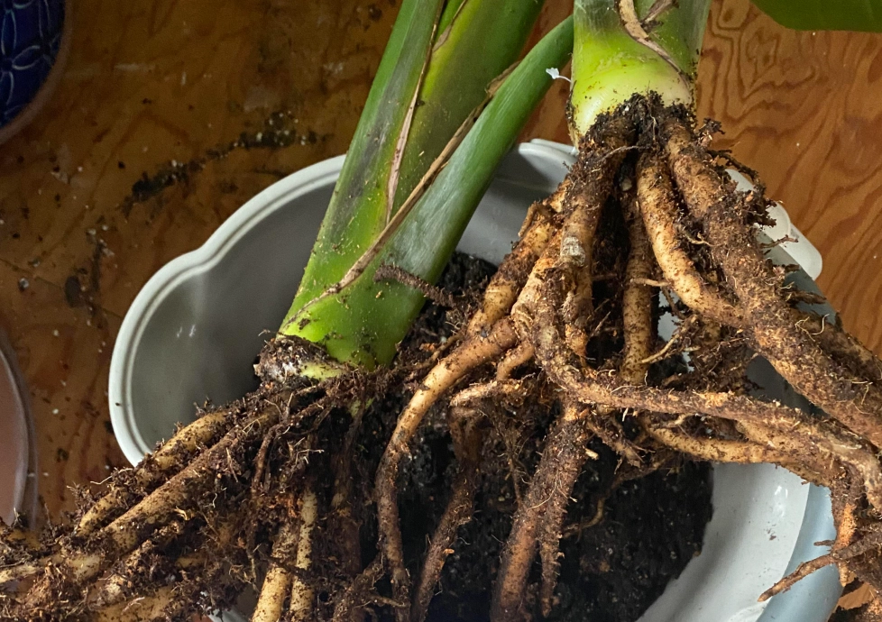 天堂鳥換盆技巧