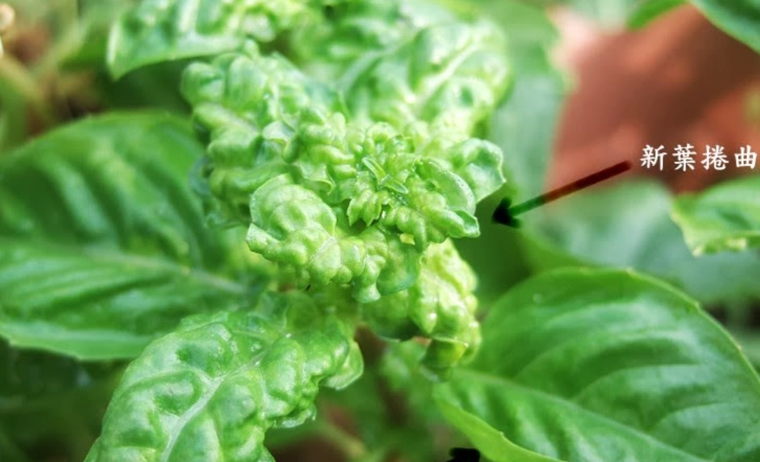 新葉皺縮怎麼辦？三大主因與精準對策全解析