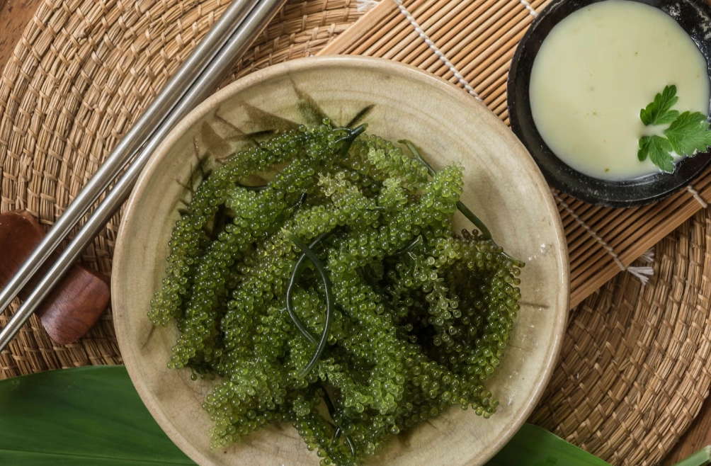 海葡萄料理 海葡萄料理