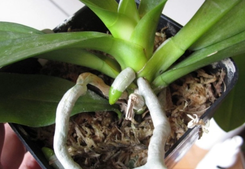 蝴蝶蘭氣根要修剪嗎