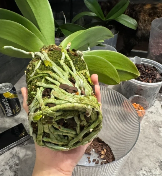 蘭花換盆 蘭花換盆