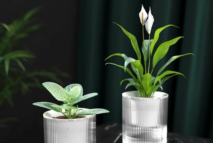 懶人花盆適合的植物 懶人花盆適合的植物