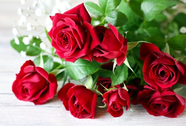 紅色的花可以吃