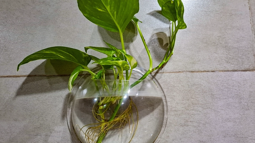 水培植物營養液