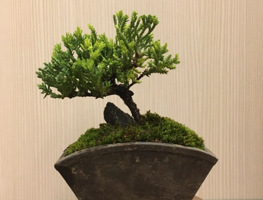 真柏珍珠柏差異