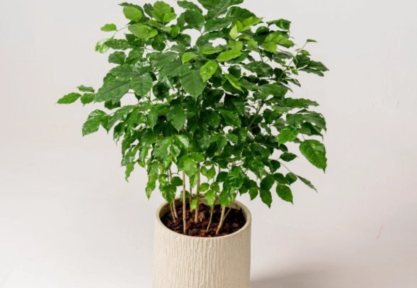 小樹盆栽技法 小樹盆栽技法