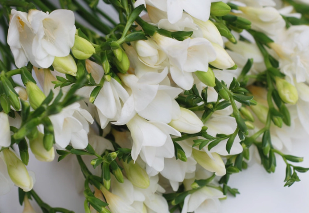 小蒼蘭花花語 小蒼蘭花花語