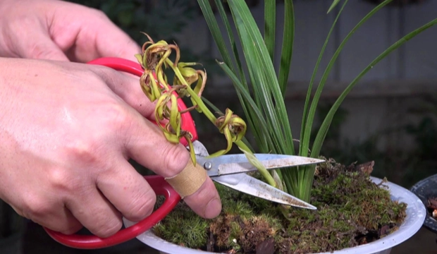 蘭花剪根 蘭花剪根