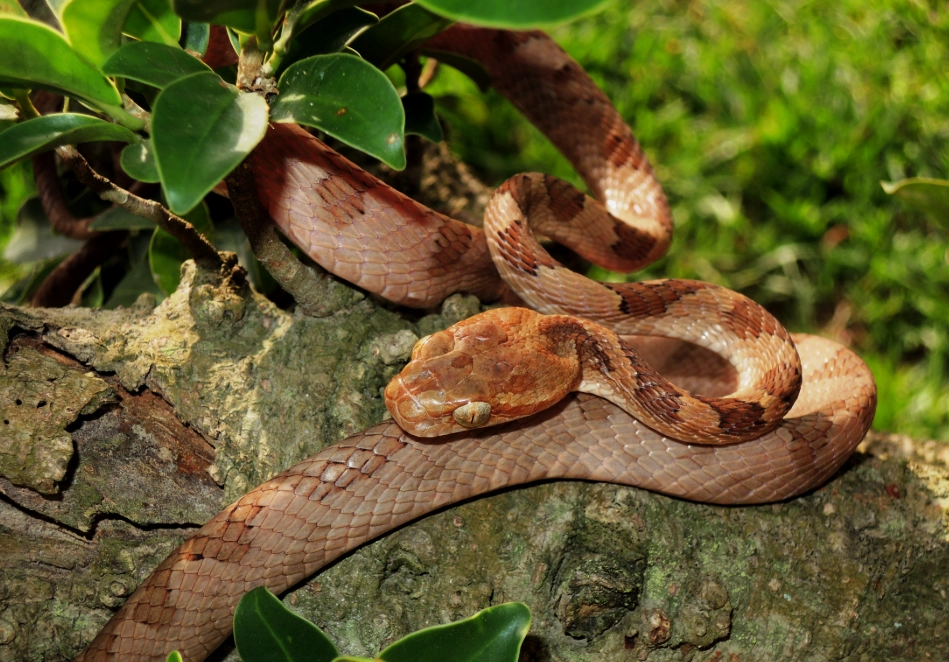 夢見蛇要怎麼處理