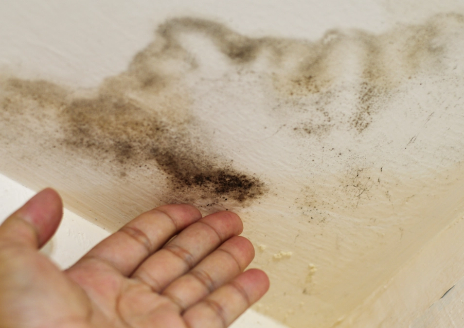 黴菌最怕什麼？掌握5大天敵，從此告別潮濕發霉