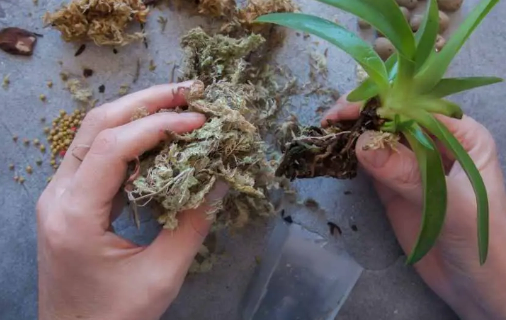 蘭花水苔處理 蘭花水苔處理