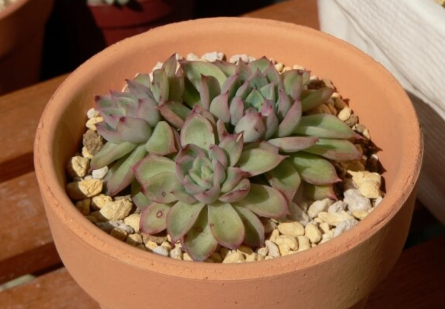 石蓮花種植室內