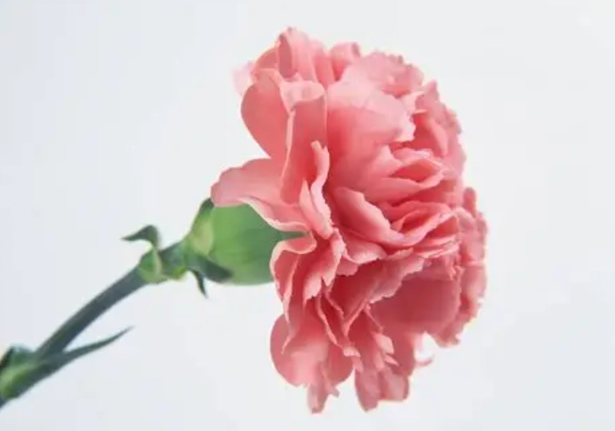 康乃馨對貓有毒嗎