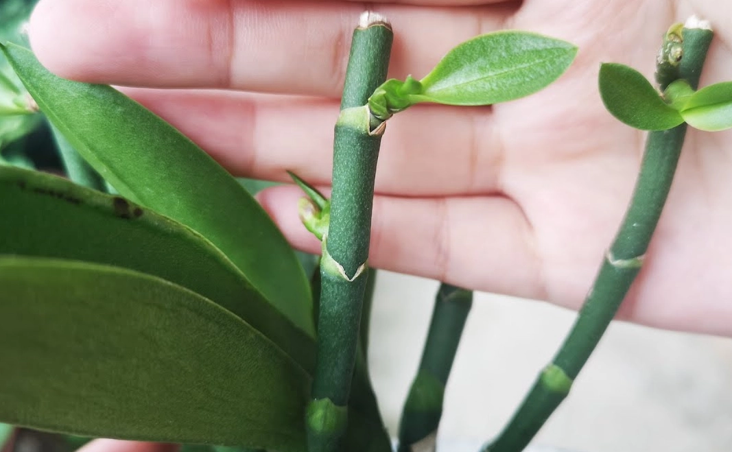 蝴蝶蘭花劍繁殖